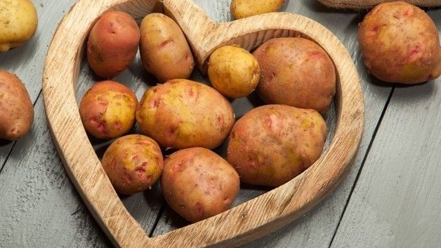 Картофель «Свитанок Киевский»: описание сорта, подробная характеристика и фото картошки