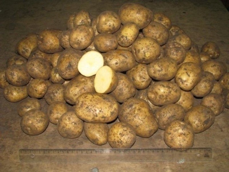 Картофель семенной каратоп