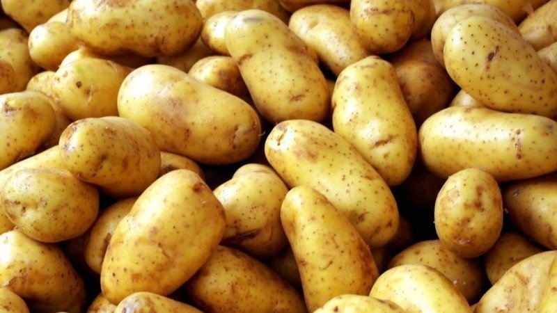 Сорт картофеля бельмондо