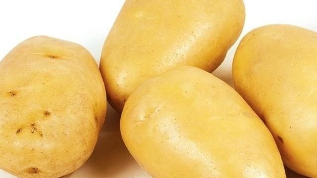 Сорт картофеля «Зекура»