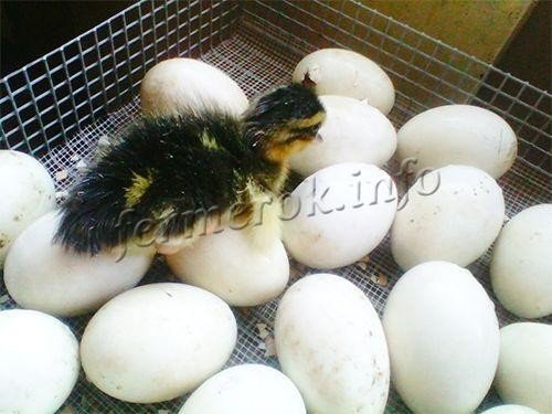 Вылупления яйцо куриное инкубация