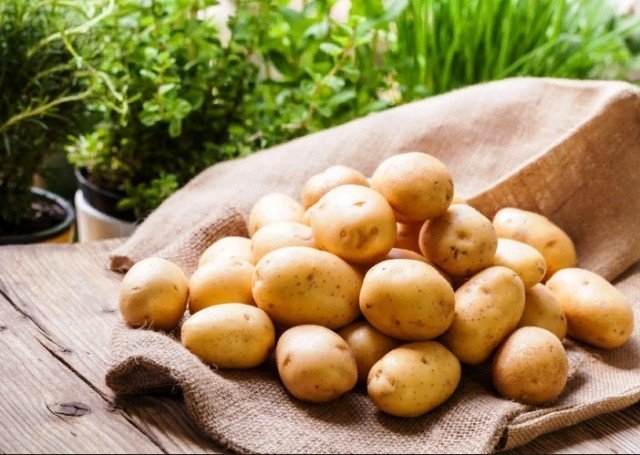 Сорт гретта картофель