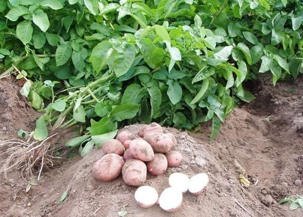 Картофель семенной в поле