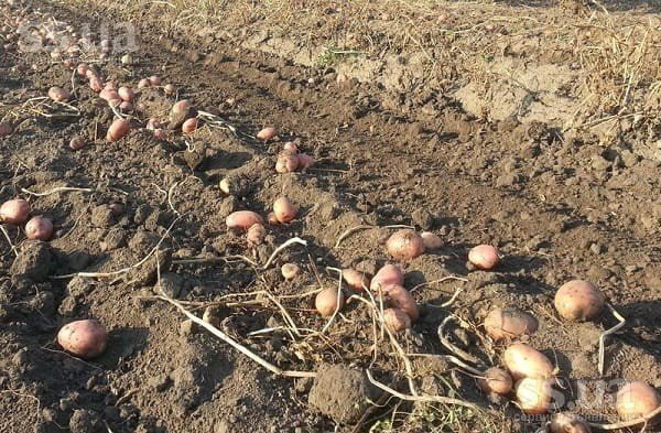 Посадка картофеля в сырую землю