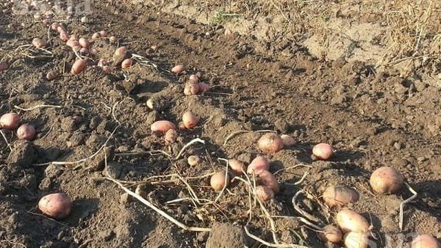 Урожайность картофеля Славянка