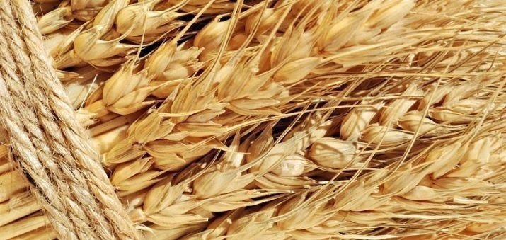 Пшеница текстура