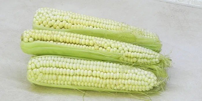 Кукуруза в початках