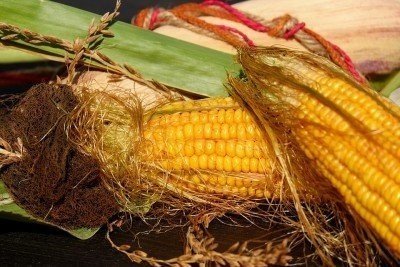 Фузариоз кукурузы зерно