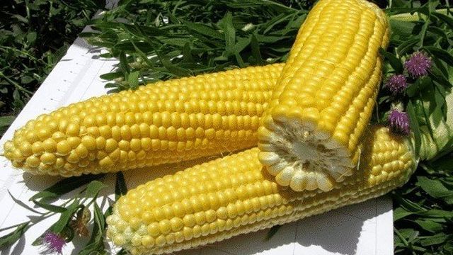 Как собрать кукурузу на семена
