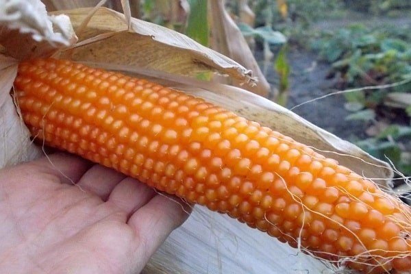 Семена кукуруза югославский