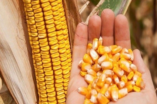 Зерновка кукурузы