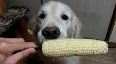Собака ест кукурузу