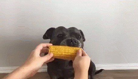 Собака с бананом