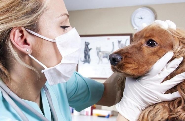 Токсокароз у собак