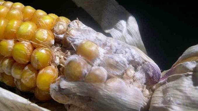 Болезни кукурузы – фузариоз початков