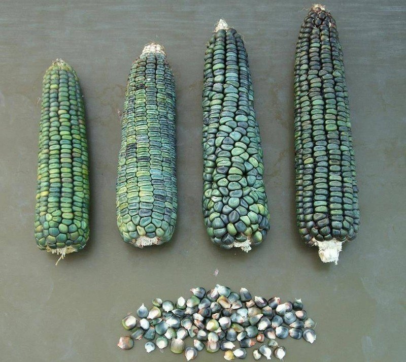 Оахаканская зеленая кукуруза
