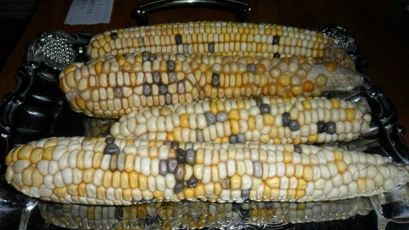 Сорт кукурузы Mays Ornamental Congo