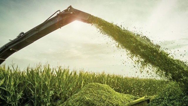 Кукурузный силос: технология выращивания, уборки и хранения