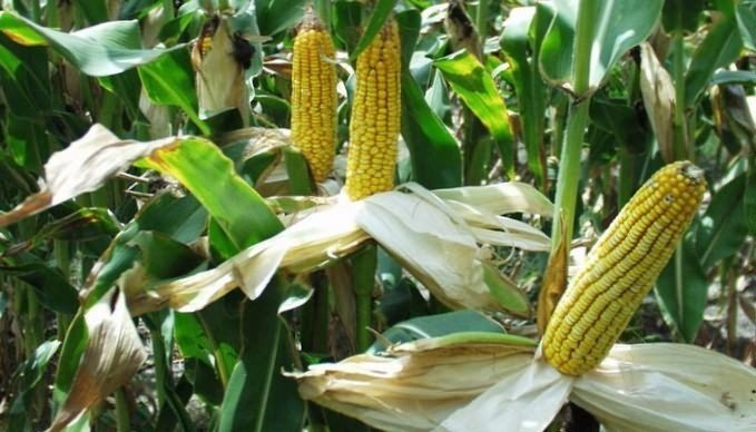 Кукуруза в бразилии