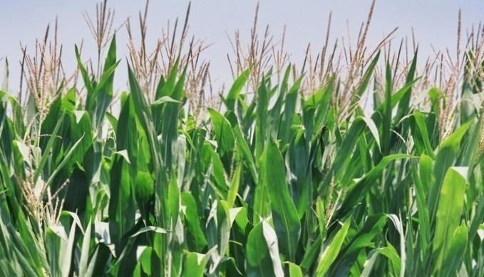 Кукуруза в поле