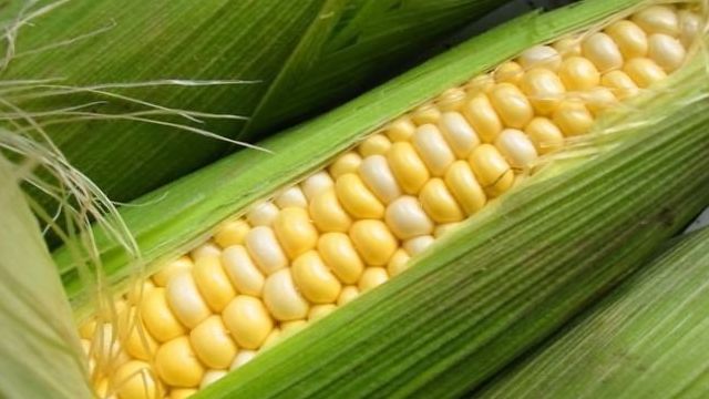 Сорта кукурузы