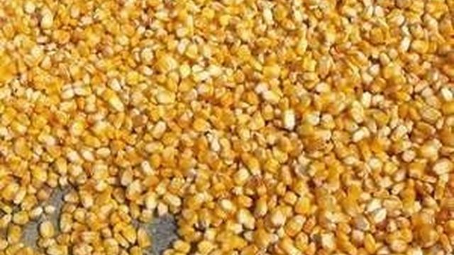 Строение семени и техника выращивания кукурузы