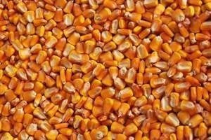 Протравленные семена кукурузы