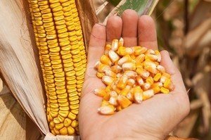 Семена кукурузы kws румыния