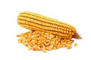 Строение кукурузы посевной