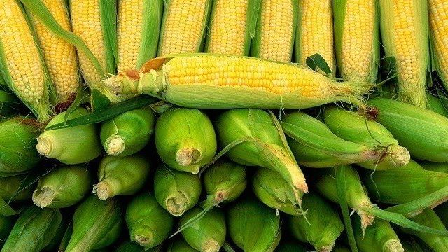 Урожайные гибриды кукурузы на Украине