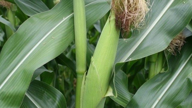 Выращивание кукурузы. Особенности культуры и тонкости процесса выращивания