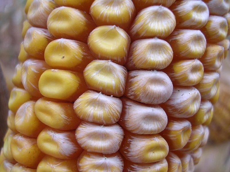 Спелая желтая кукуруза