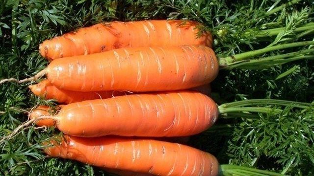 Характеристика и описание сорта моркови Нантская, сроки созревания и выращивание