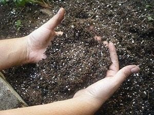 Минеральная почва