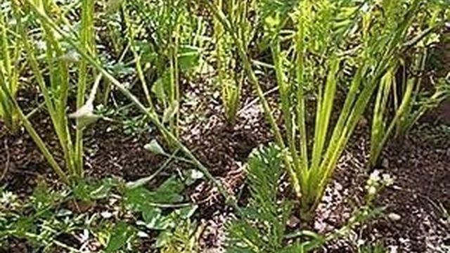 Как сеять морковь: видео, советы, рекомендации