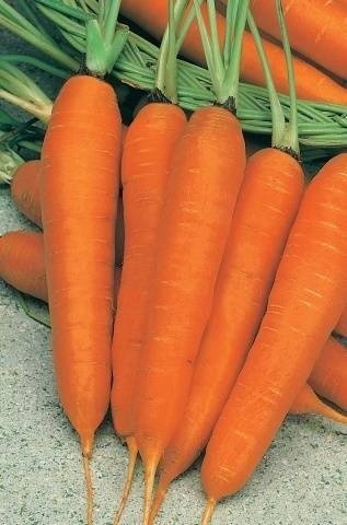 Морковь алтайская лакомка