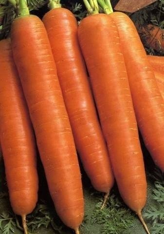 Морковь монастырский сорт