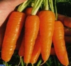 Морковь сорт московская зимняя
