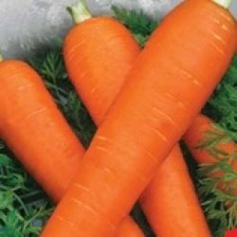 Сорта моркови сортотип флакке