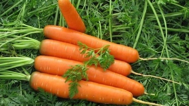 Морковь «Нантская»: правила посадки и ухода