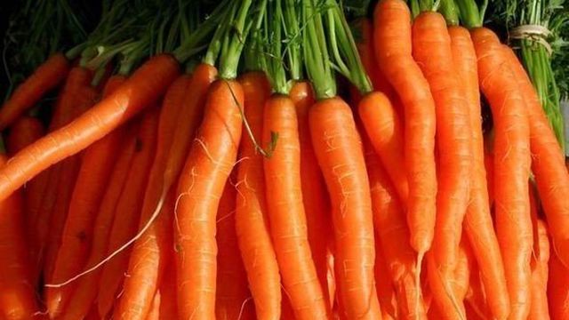 Морковь – польза или вред для вашего организма, состав, калорийность