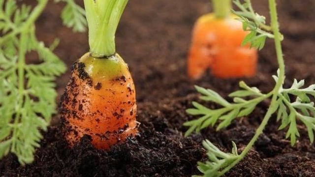 На каком расстоянии сажать морковь