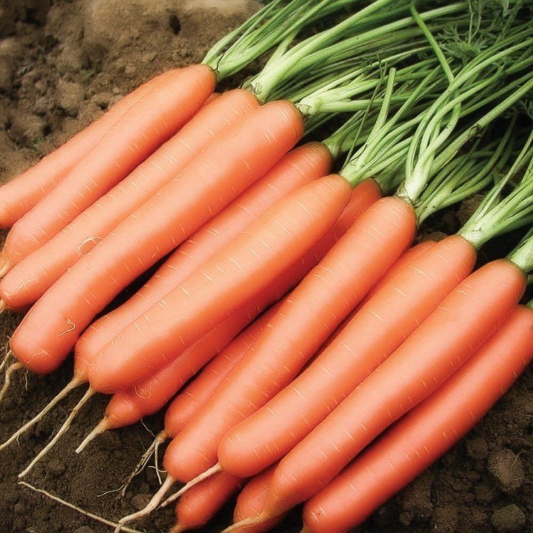 Морковь голландской селекции