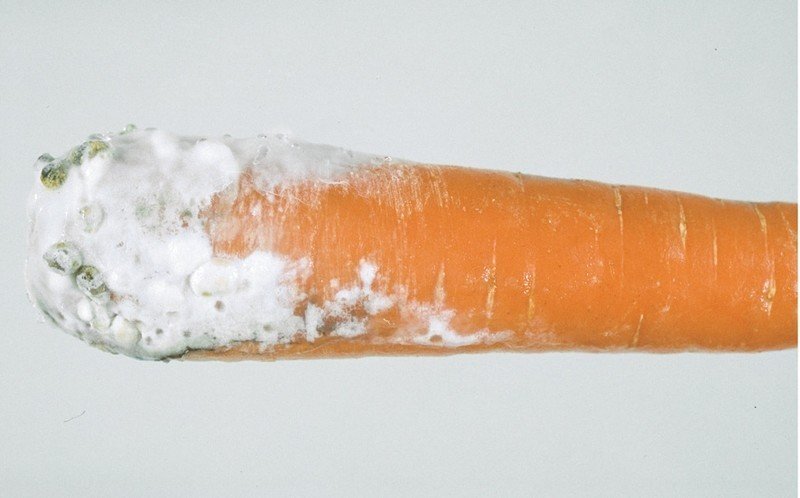 Белая гниль моркови