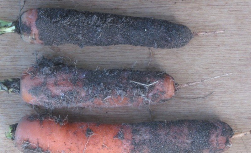 Черная гниль моркови