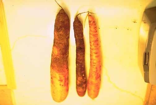 Гниль моркови helicobasidium purpureum