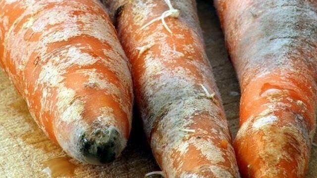 Все, что нужно знать о болезнях моркови, чтобы сохранить урожай