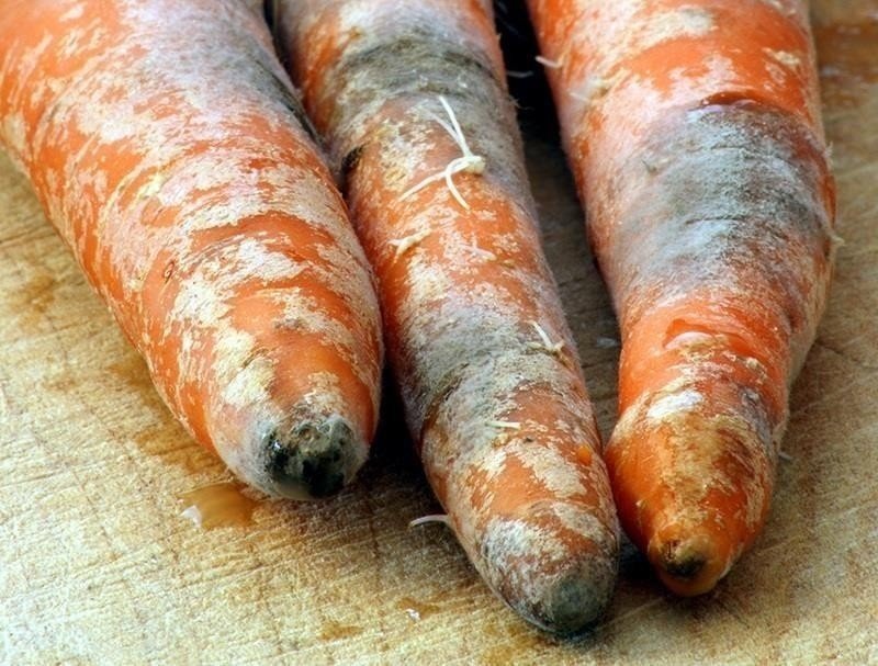 Сорт моркови берски