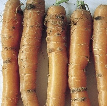 Сорт моркови дордонь