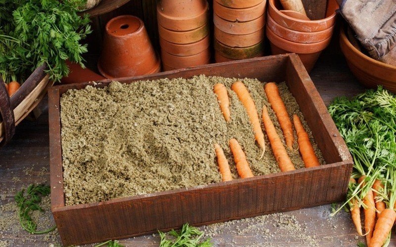 Ящик для хранения моркови